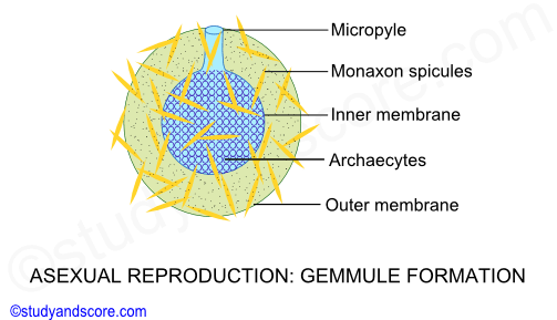 Asexual reproduction in sponges, gemmule formation